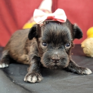 Havanese Puppy Reta