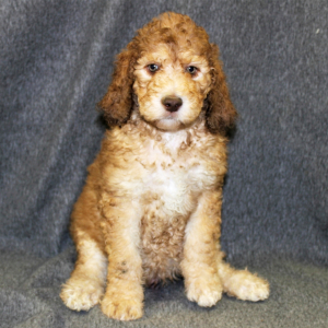 Poodle Puppy Freddy