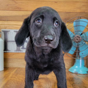 Labrador Retriever Puppy Sophie