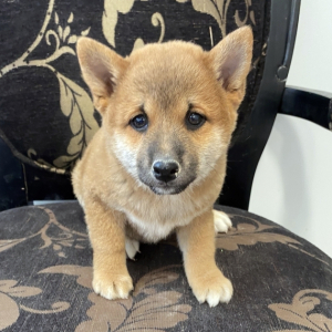 Shiba Inu Puppy Tyson