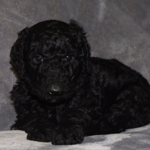 Poodle Puppy Arbie