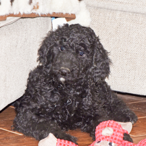 Poodle Puppy Arbie