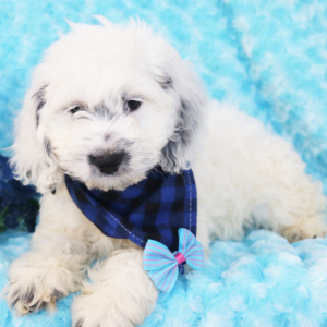 Cockapoo Puppy Spotty