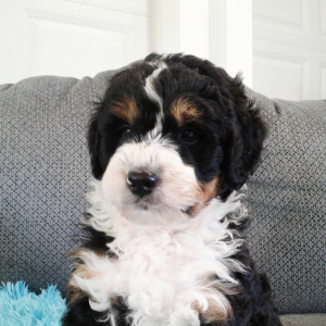 Bernedoodle Puppy Luke