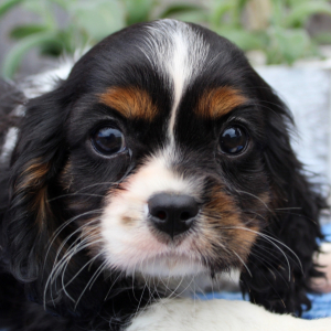 Cavalier King Charles Spaniel Puppy Corman