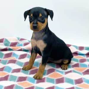 Miniature Pinscher Puppy Marabel