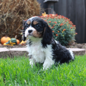 Cavalier King Charles Spaniel Puppy Treva