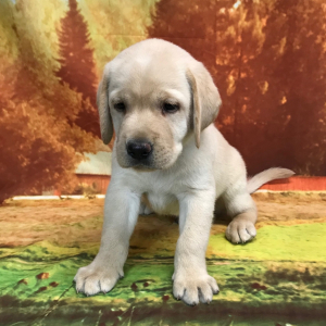 Labrador Retriever Puppy Robby