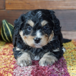 Bernedoodle Puppy Lindy