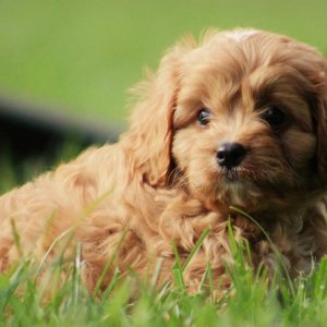Cavapoo Puppy Dom