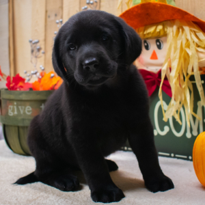 Labrador Retriever Puppy Emmerson
