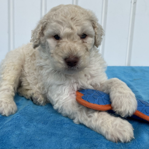 Poodle Puppy Samson