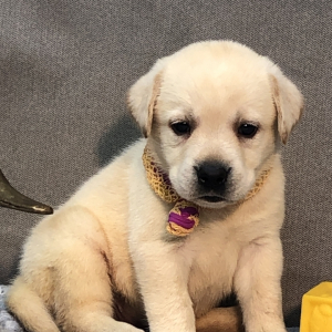 Labrador Retriever Puppy Little bit