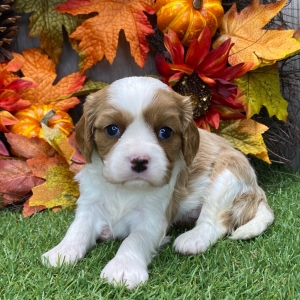 Cavalier King Charles Spaniel Puppy Darla