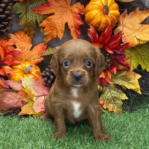 Cavapoo Puppy Baker