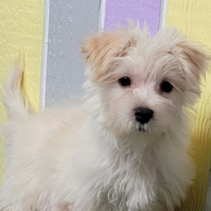 Morkie Puppy Noah