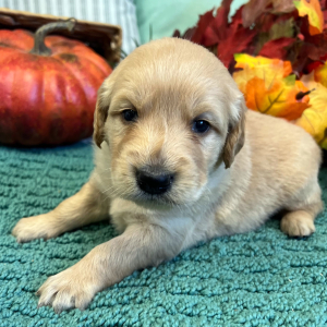 Golden Retriever Puppy Jagger