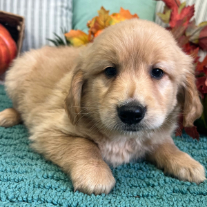 Golden Retriever Puppy Jagger