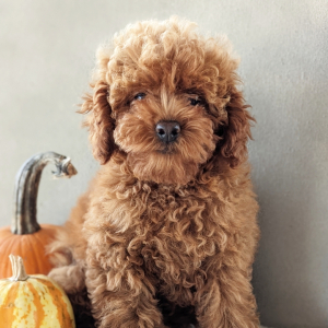 Poodle Puppy Claire