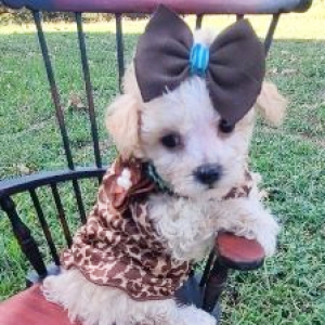 Maltipoo Puppy Latte