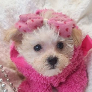 Maltipoo Puppy Latte
