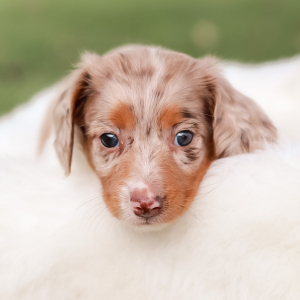 Dachshund Puppy Apollo