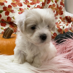 Coton de Tulear Puppy Dolly