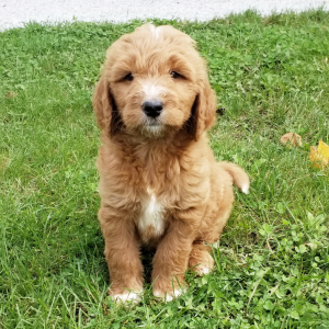 Goldendoodle Puppy Majic
