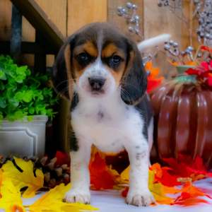 Beagle Puppy Addison