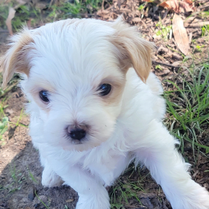Maltipoo Puppy Chipper