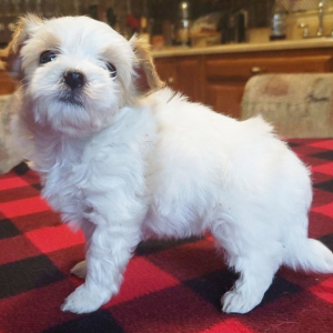 Maltipoo Puppy Chipper