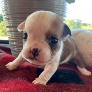Bulldog Puppy Poppy
