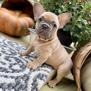 French Bulldog Puppy Trigger