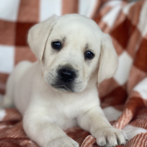 Labrador Retriever Puppy Buddy
