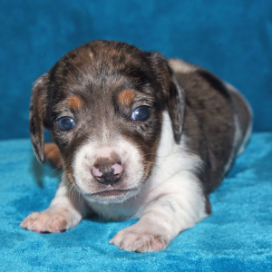 Dachshund Puppy Grayson