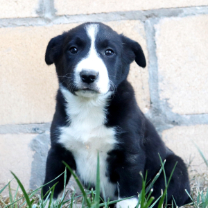 Border Collie Puppy Benji