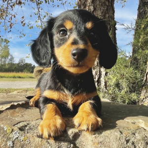 Dachshund Puppy Walter