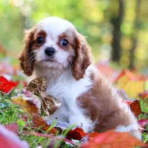 Cavalier King Charles Spaniel Puppy Jerome