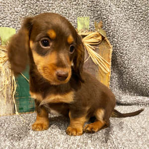 Dachshund Puppy Max