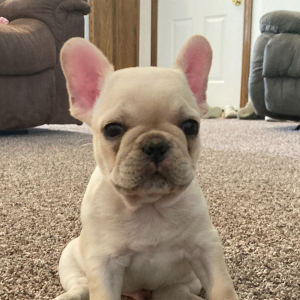 French Bulldog Puppy Harley
