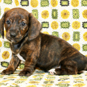 Dachshund Puppy Erick