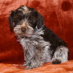 Miniature Schnauzer Puppy Brandon