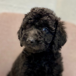 Labradoodle Puppy Kobin