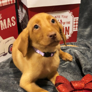 Labrador Retriever Puppy Ruby