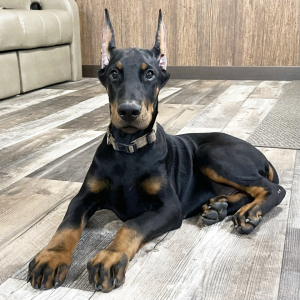 Doberman Pinscher Puppy Atlas