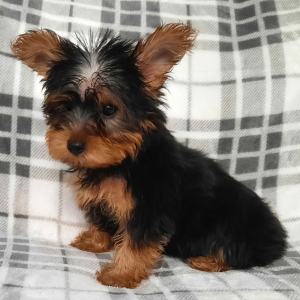 Yorkshire Terrier Puppy Bailey