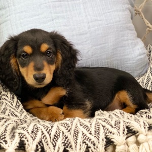 Dachshund Puppy Bowen