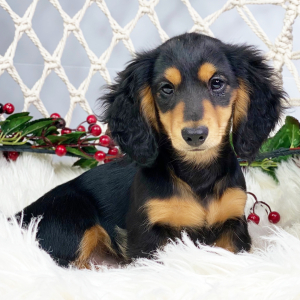 Dachshund Puppy Bowen