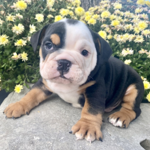 Bulldog Puppy Elvis