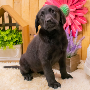 Labrador Retriever Puppy Cece